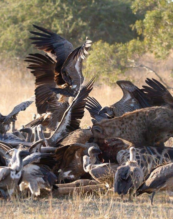 08Louise Murray Giraffe Kill 23062019 7 Final 08Louise Murray Giraffe Kill 23062019 7 Final