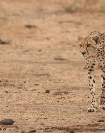 36Ruth Berning Cheetah 31102019 3 Final 36Ruth Berning Cheetah 31102019 3 Final
