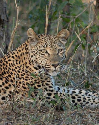 15Tyron Van Der Walt Ntsumi 130720 1 Final