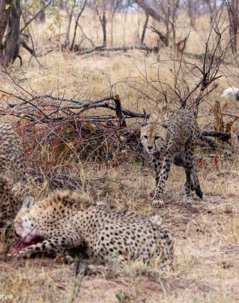 04Greg Heasman Cheetah 010920 02 Final 04Greg Heasman Cheetah 010920 02 Final