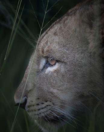 A01Graeme Stewart Mhangene Cub 180122 Final