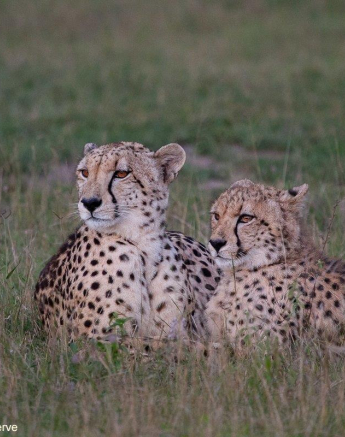 A17Amy Leigh Cheetah Cub 280422 Final A17Amy Leigh Cheetah Cub 280422 Final