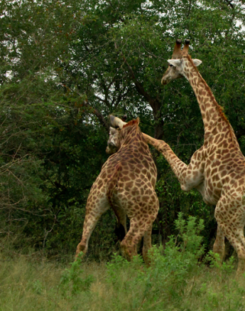 Giraffe7 S Giraffe7 S