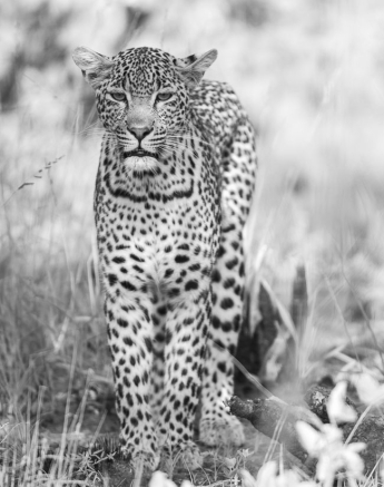 Terry Ennever Kelenge1 Terry Ennever Kelenge1