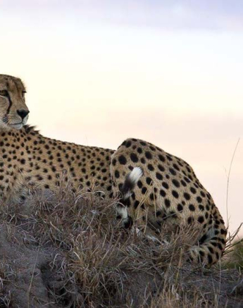 10Kosie Lategan Cheetah1 1 10Kosie Lategan Cheetah1 1