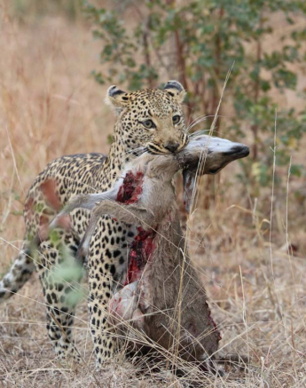 14Eve Woodhill Lisbon Kill 1 14Eve Woodhill Lisbon Kill 1