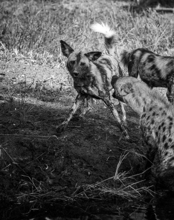 01Mike Palmer Wild Dogs 300416 2 01Mike Palmer Wild Dogs 300416 2