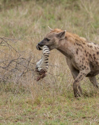 34Kyle 15 Nov Hyena Stolen Zebra 6 Final 34Kyle 15 Nov Hyena Stolen Zebra 6 Final