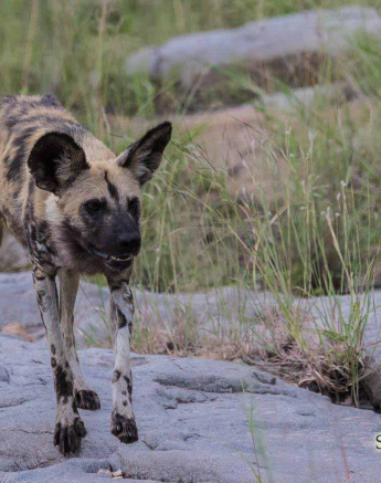 44Kevan Dobbie Wild Dog250218 2 Final