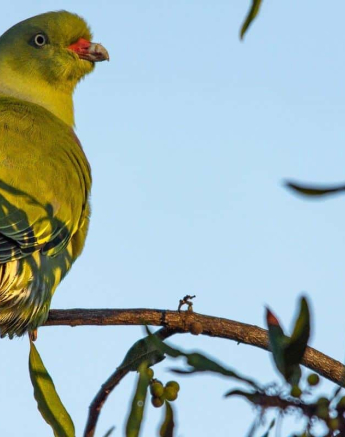 09Kerry Lee Roberg Green Pigeon Final 09Kerry Lee Roberg Green Pigeon Final