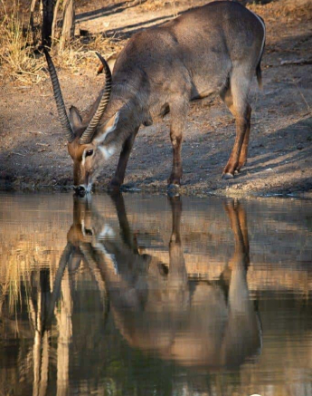 30Kerry Lee Roberg Waterbuck Final 30Kerry Lee Roberg Waterbuck Final