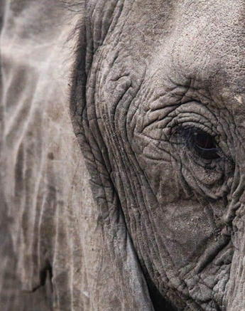 26 Ally Ross Elephant Eye 19082018 Final 26 Ally Ross Elephant Eye 19082018 Final