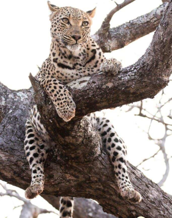 16Frederik Aucamp Ntsumi Female Leopard 24 09 2018 2 Final 16Frederik Aucamp Ntsumi Female Leopard 24 09 2018 2 Final