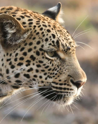 07Ally Ross 2018 11 Blog Kigelia 04 Final