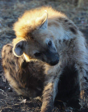 02Louise Murray Hyena 26072018 Final