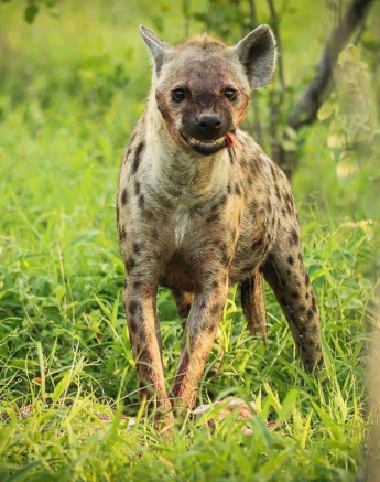 07Ally Ross 20190121 Hyena 01 Final 07Ally Ross 20190121 Hyena 01 Final