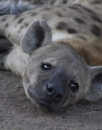 55Maryke Nel Hyena 16072019 3 Final 55Maryke Nel Hyena 16072019 3 Final