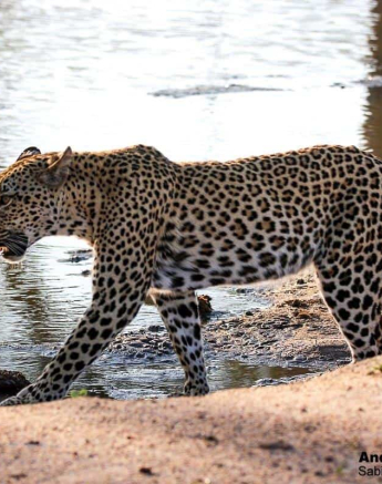 16andries Ndlovu Leopard Kugilia 291119 2 Final 16andries Ndlovu Leopard Kugilia 291119 2 Final