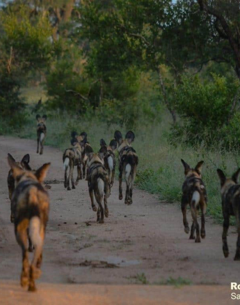 02Ronald Mutero Wildogs 15022020 8 Final 02Ronald Mutero Wildogs 15022020 8 Final