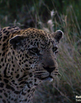 14Xovo 4 Rebecca Boshoff 1 Of 1 Final