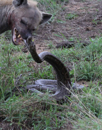 04Hyena Vs Python 3 Scaled