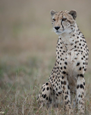 27Tyron Van Der Walt Cheetah 070521 1 Final