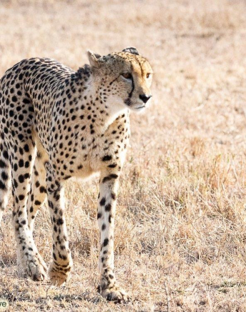 A18Ronald Mutero Cheetah 05082021 2 Final