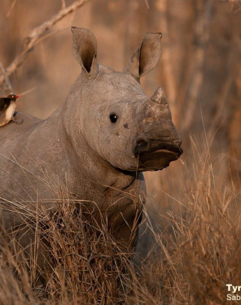 B06Tyron Van Der Walt White Rhino Calf 240820 3 Final B06Tyron Van Der Walt White Rhino Calf 240820 3 Final