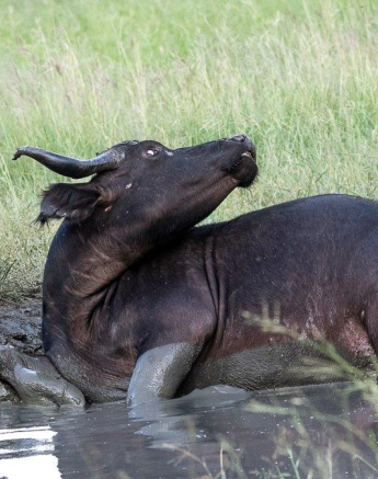 A10ronald Mutero Buffalo 19012021 3 Final