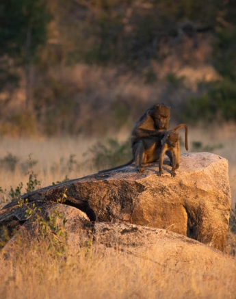 07Kerry Lee Roberg Baboon.7 Final