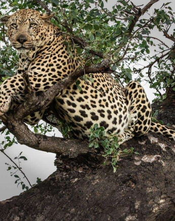 05Kerry Lee Roberg Xovo 040419.2 Final 05Kerry Lee Roberg Xovo 040419.2 Final