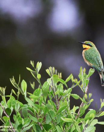 A02Coenraad Stapelberg Little Bee Eater 271022 3 Final A02Coenraad Stapelberg Little Bee Eater 271022 3 Final