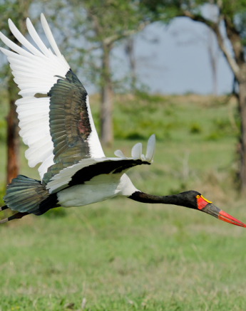 Saddlebilledstork Saddlebilledstork
