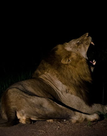 Majengilanes 7 Majengilanes 7