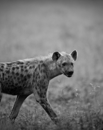 Lance Hyena 1 Lance Hyena 1