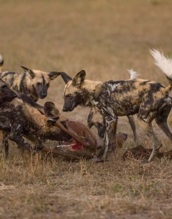 12Mike Palmer Wild Dog Kill 6 12Mike Palmer Wild Dog Kill 6