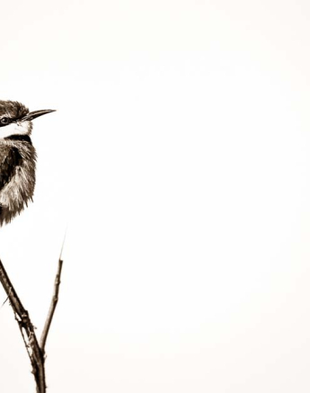 01Mike Palmer Bird 160816 01Mike Palmer Bird 160816