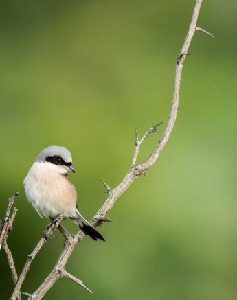 38Sheldon Hooper Red Backed Shrike 09 01 17 Final 38Sheldon Hooper Red Backed Shrike 09 01 17 Final