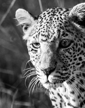 24Kevan Dobbie WD Female 02 Final