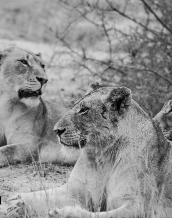 18Greg Heasman Kumbula 1 Final