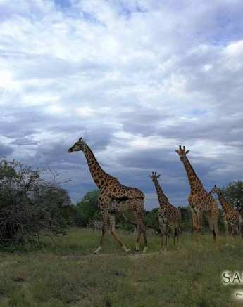 08Kerry Roberg Giraffe 16022018 Final 08Kerry Roberg Giraffe 16022018 Final