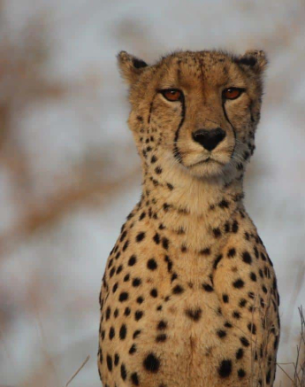 05Louise Murray Cheetah 05072018 1 Final 05Louise Murray Cheetah 05072018 1 Final
