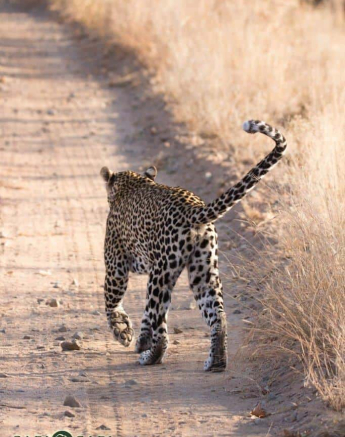13Frederik Aucamp Leopard Unknown 2 Final 13Frederik Aucamp Leopard Unknown 2 Final