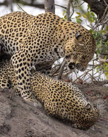 05Louise Murray 07092018 WD And Msuthlu 3 Final