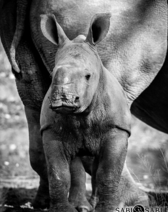 23Kerry Lee Roberg Calf Final 23Kerry Lee Roberg Calf Final