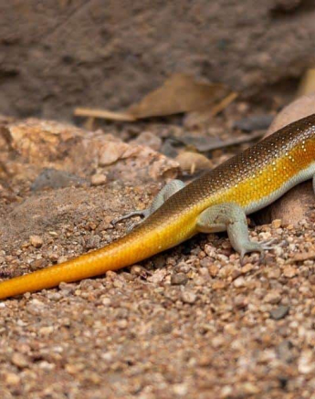 07Kerry Lee Roberg Skink Final