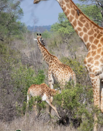 02Kevin Van Der Linde Giraffe 06122018 Final 02Kevin Van Der Linde Giraffe 06122018 Final