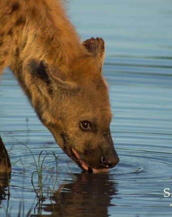 05Tyron Van Der Walt Hyena 15042019 Final 05Tyron Van Der Walt Hyena 15042019 Final