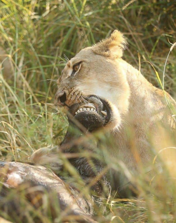 10 20190523 Ally Ross SP 03 Final 10 20190523 Ally Ross SP 03 Final