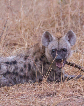 03Frederik Aucamp Hyena Cubs 11 08 2019 1 Final